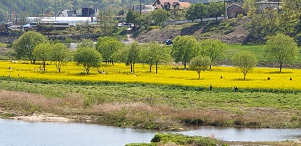 istock VH560-000 Rapeseed Scenery 1222189388