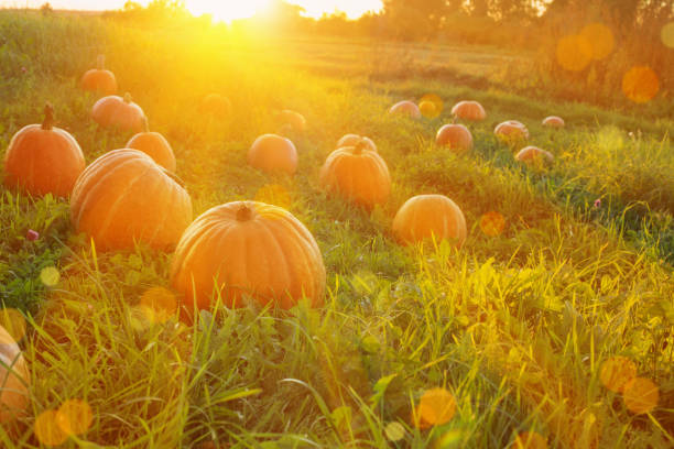 istock field with pumpkins at sunset 1222190542