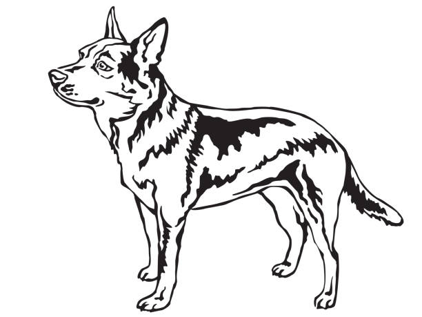 Decorative standing portrait of Australian Cattle Dog vector illustration Decorative portrait of standing in profile Australian Cattle Dog, vector isolated illustration in black color on white background drawing of blue heeler art stock illustrations