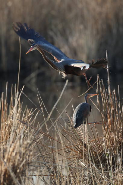 istock Purple Heron (Ardea purpurea), Baden-Wuerttemberg, Germany 1222192083