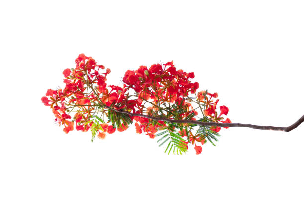 royal poinciana flower , red flower isolated on white background. royal poinciana flower , red flower isolated on white background regia stock pictures, royalty-free photos & images