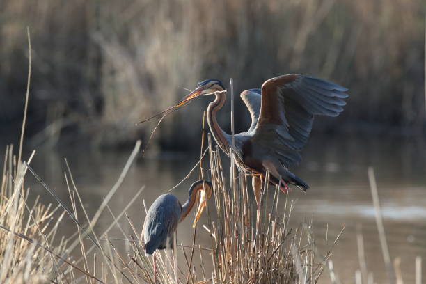 istock Purple Heron (Ardea purpurea), Baden-Wuerttemberg, Germany 1222194258