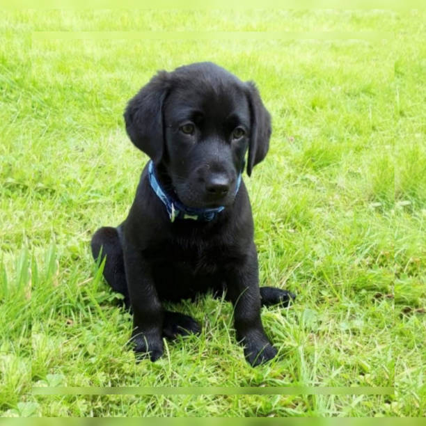 istock Black Labrador Retriever Puppy 1222196009
