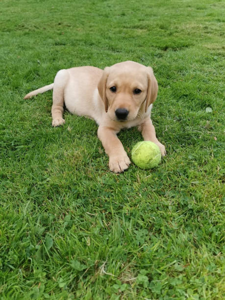 istock Golden Labrador Retriever Puppy playing on grass 1222197070