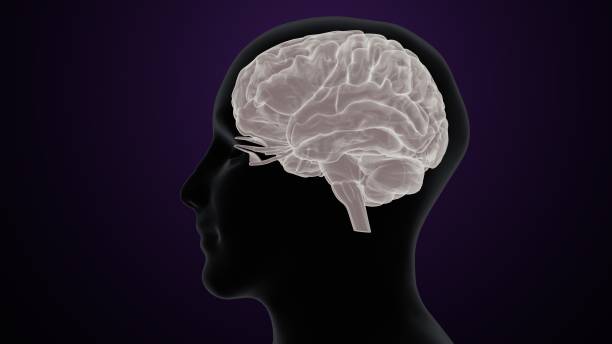 istock 3d render of human brain intersection anatomy 1222197697
