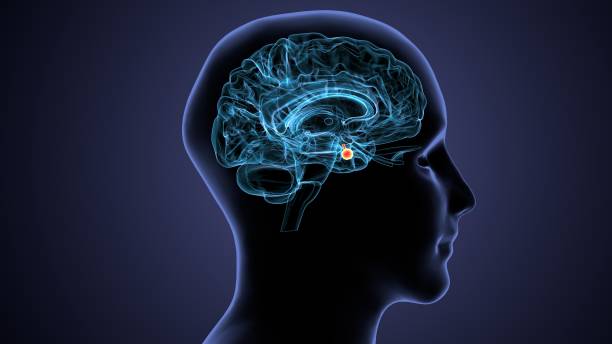 renderização 3d da anatomia da intersecção cerebral humana - brain cerebellum synapse science - fotografias e filmes do acervo