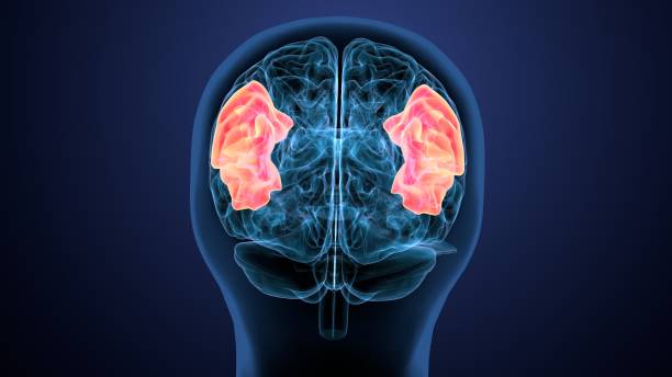 istock 3d render of human brain intersection anatomy 1222198340