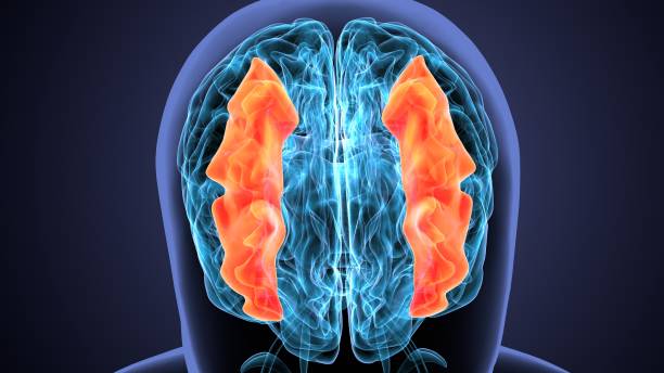 istock 3d render of human brain intersection anatomy 1222198394