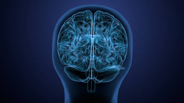 istock 3d render of human brain intersection anatomy 1222198460