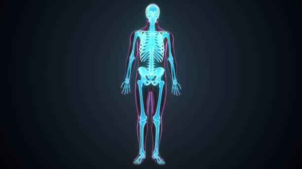 istock 3d render of human skeleton anatomy 1222198873