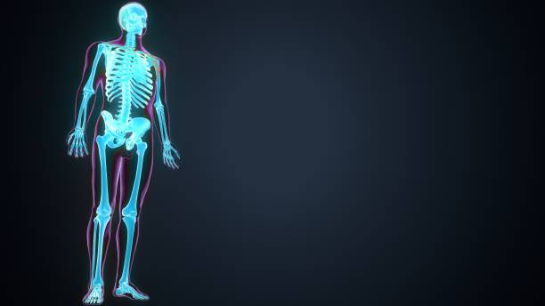 istock 3d render of human skeleton anatomy 1222198964