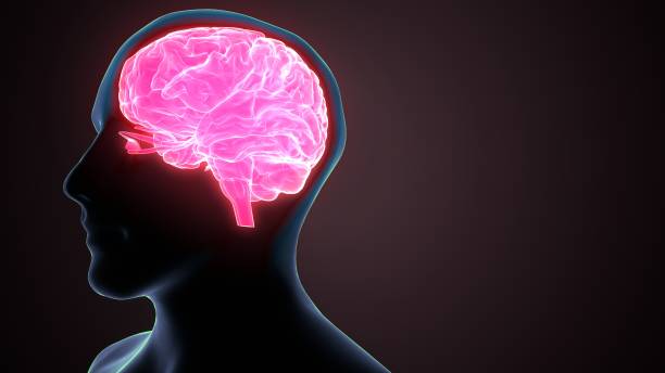 istock 3d render of human brain anatomy 1222199025