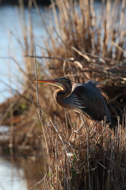 istock Purple Heron (Ardea purpurea), Baden-Wuerttemberg, Germany 1222199937