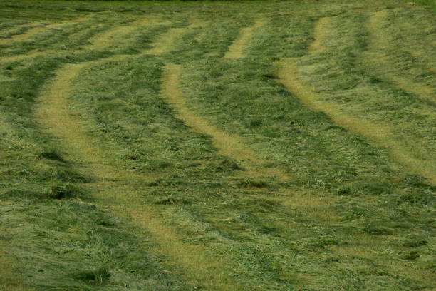 istock rows of new mown grass on the meadow 1222200322