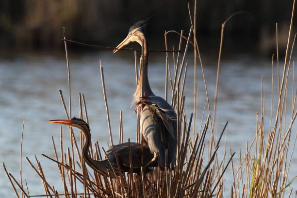 istock Purple Heron (Ardea purpurea), Baden-Wuerttemberg, Germany 1222201527