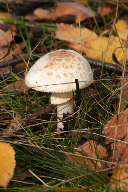 mushrooms in the autumn forest - 16312 imagens e fotografias de stock