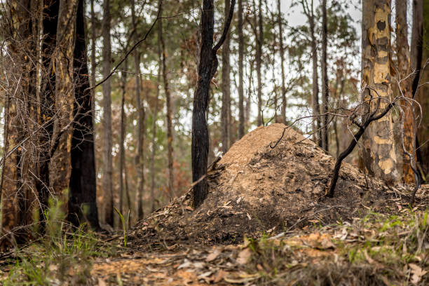 A termite mound in a forest next to Wallaga Lake in New South Wales, Australia which burnt down during the bush fires. This picture was taken with a zoom lens. termite mound stock pictures, royalty-free photos & images