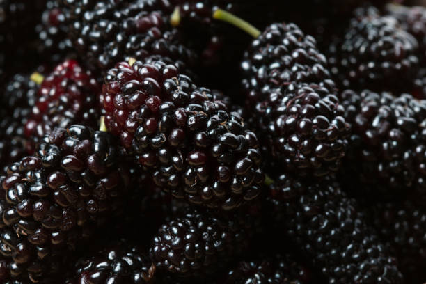 istock Berries a black mulberry closeup 1222202038