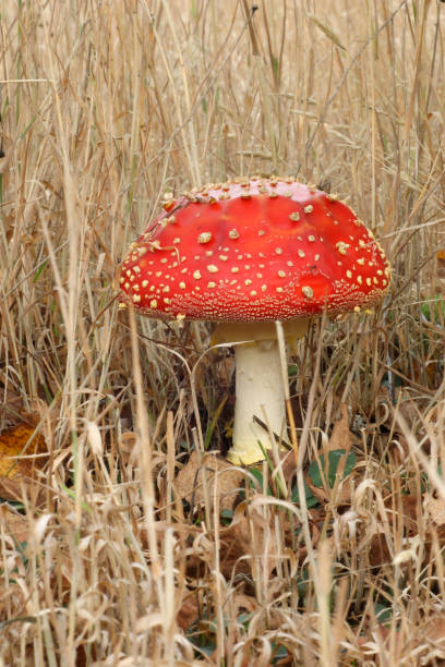 mushrooms in the autumn forest - 16315 imagens e fotografias de stock