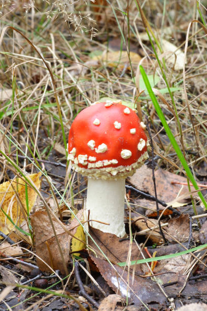 mushrooms in the autumn forest - 16318 imagens e fotografias de stock