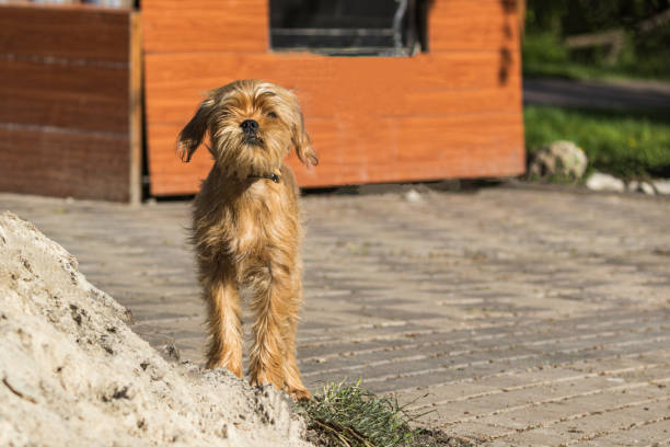 istock A decorative Belgian (or Brussels) dog Griffon walks in the park. 1222202571