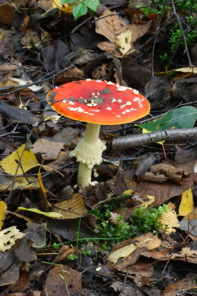 grzyby w jesiennym lesie - 16319 zdjęcia i obrazy z banku zdjęć