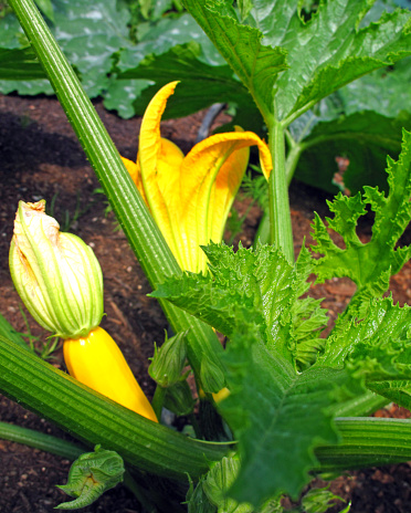 Zucchini flower with a small zucchini on a white background. Flowering vegetables. Yellow flower close-up.