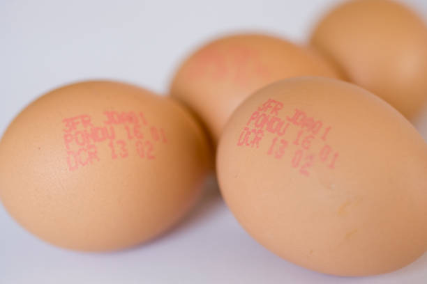 oeufs sur fond neutre blanc - protein isolated shell food photos et images de collection