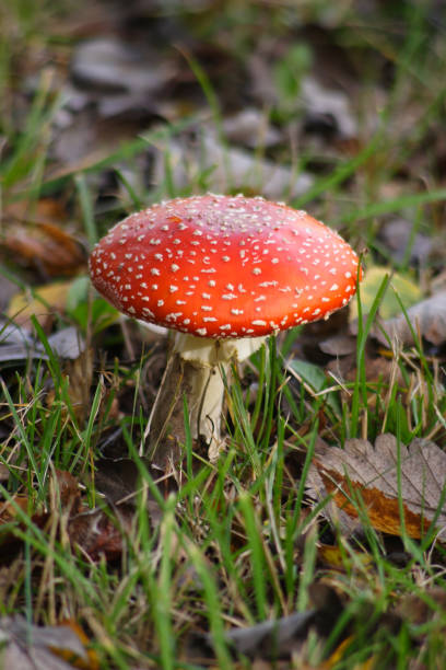 hongos en el bosque otoñal - 16324 fotografías e imágenes de stock