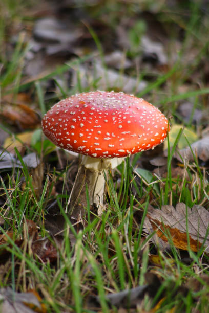 가을 숲의 버섯 - 16324 뉴스 사진 이미지