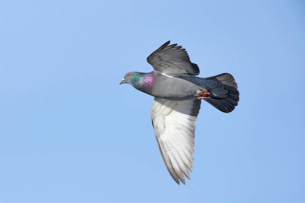 istock Common Pigeon or Rock Pigeon flying 1222203994