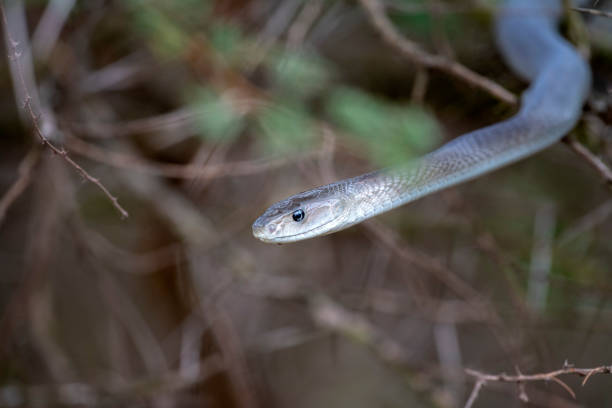 istock Black mamba snake south africa close up 1222204246