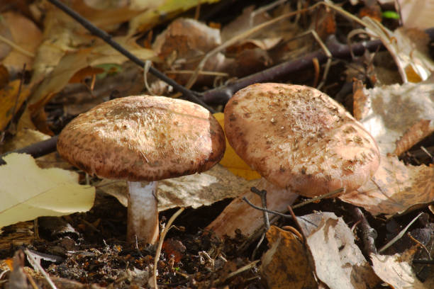 가을 숲의 버섯 - 16331 뉴스 사진 이미지
