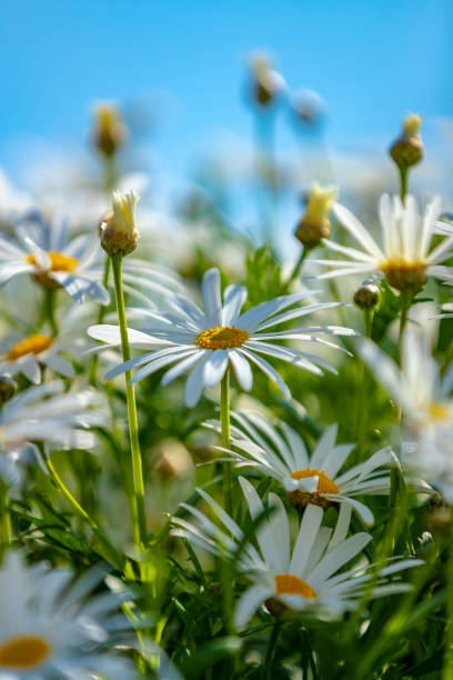 istock Beautiful daisy flowers field 1222204555