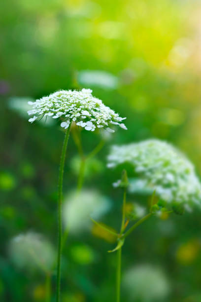 istock Gentle white wild flowers 1222204615
