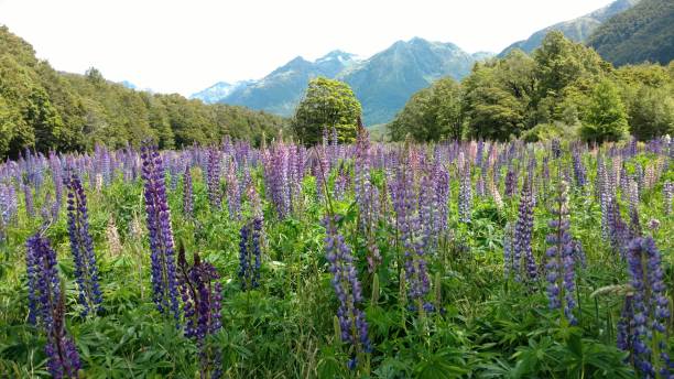 istock Meadow in the valley 1222204735