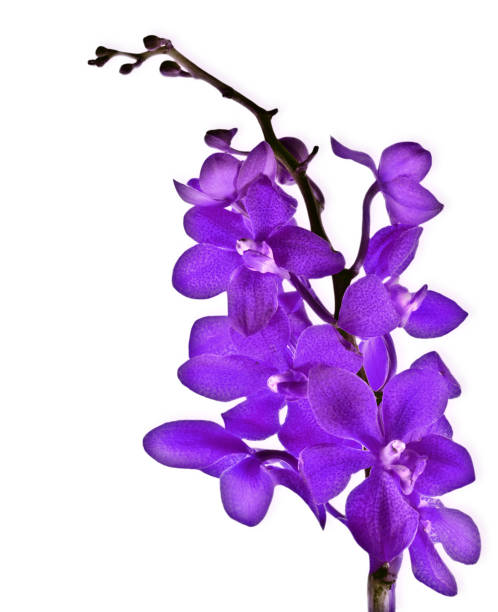 istock Purple fresh orchid flower 1222204906