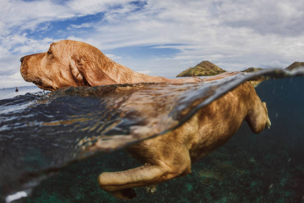istock A close up of a floating dog 1222205505