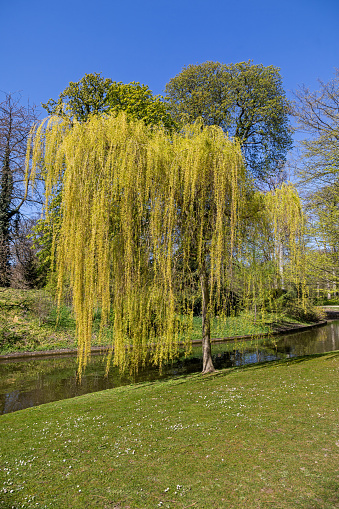 Weeping willow in Frederiksberg Have, one of the most popular public parks in central Copenhagen