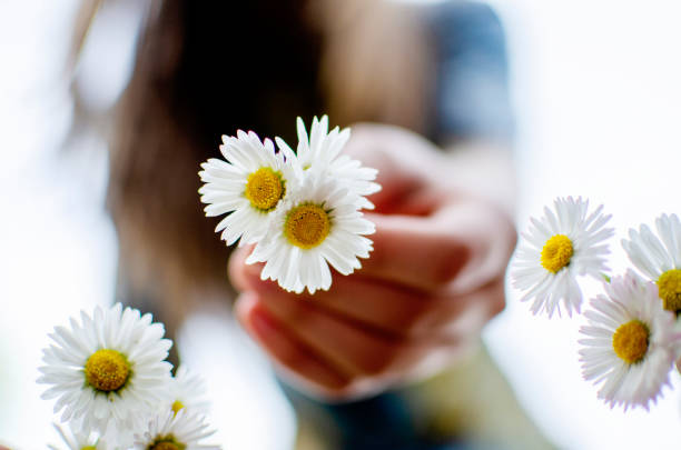 istock Daisy flower for you 1222205658