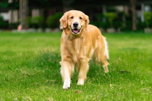 golden retriever dog walking in the park - dog walking retriever golden retriever imagens e fotografias de stock