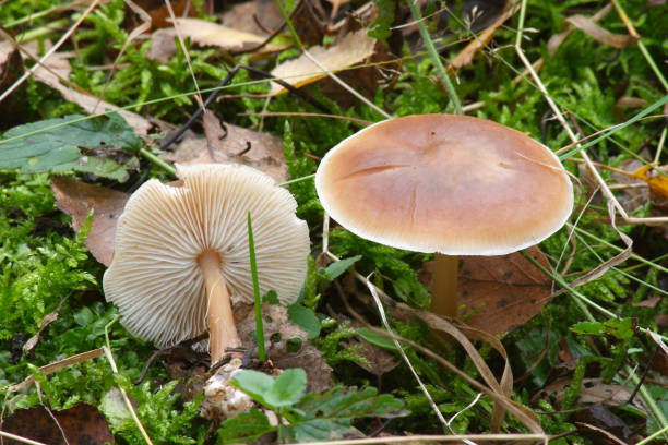 funghi nella foresta autunnale - 16340 foto e immagini stock