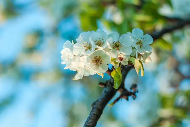 Wild Pear tree blossom. Horizontal banner with white flowers on cyan color blurred sky backdrop with bokeh lights. Nature spring fresh background of blooming fruit branch. Copy space for greeting card