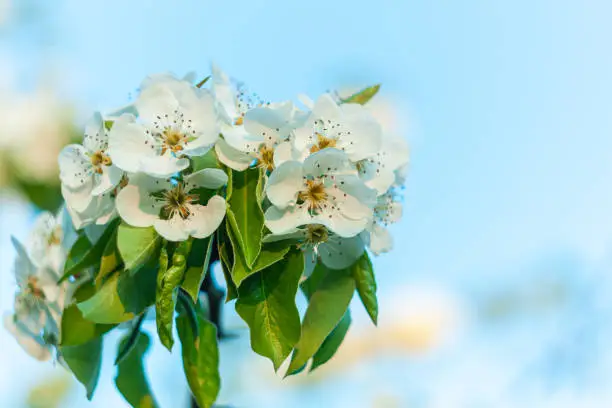 Wild Pear tree blossom. Horizontal banner with white flowers on cyan color blurred sky backdrop with bokeh lights. Nature spring fresh background of blooming fruit branch. Copy space for greeting card