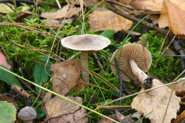 istock Mushrooms in the autumn forest 1222208202