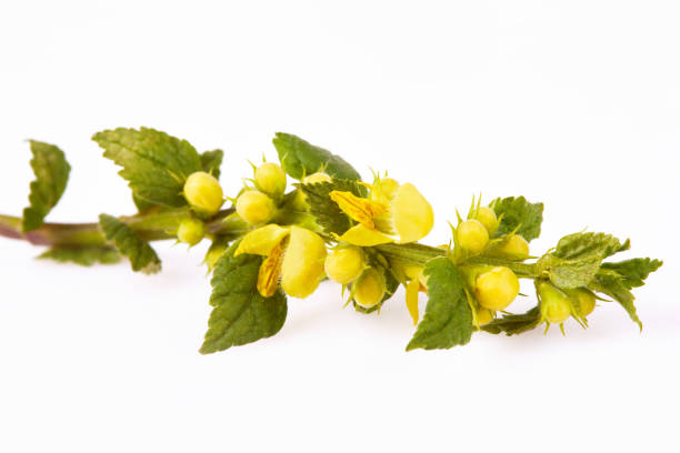Flowering yellow Galeobdolon luteum (Lamium galeobdolon, archangel plant) isolated on white background