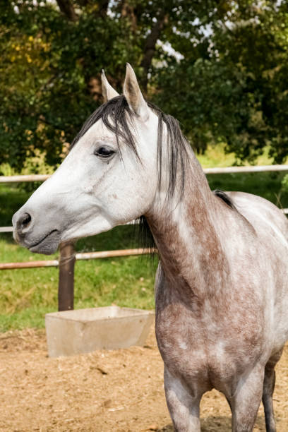 istock Young white grey horse in a fenced paddock 1222208566