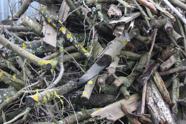 istock a pile of old sticks of tree branches 1222208849