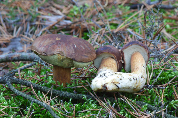 istock Mushrooms in the autumn forest 1222208973