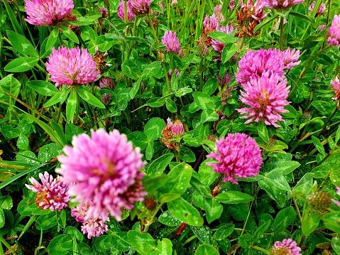 Several red clover flowers (Trifolium pratense) captured on a meadow near Zurich city during springtime.